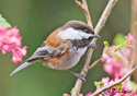 Parus rufescens